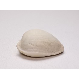 GASTEROPODE : Notocypraea goudeyi - Pléistocène - Australie