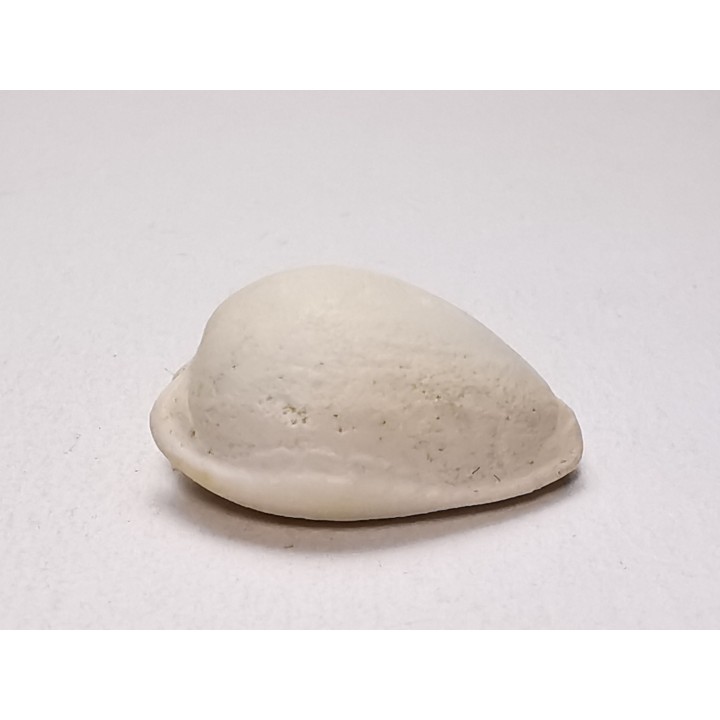 GASTROPOD: Notocypraea goudeyi - Pleistocene - Australia