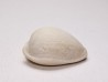 GASTROPOD: Notocypraea goudeyi - Pleistocene - Australia