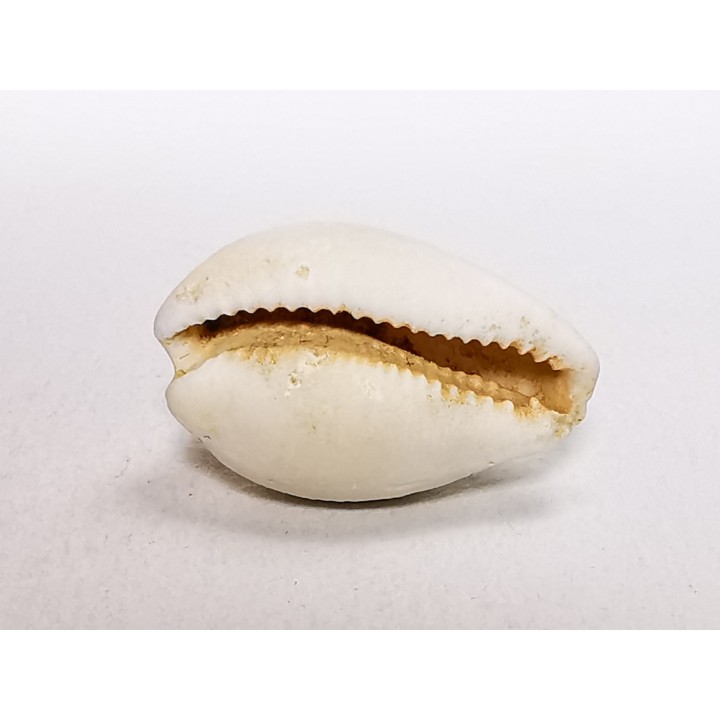 GASTROPOD: Notocypraea goudeyi - Pleistocene - Australia