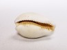 GASTEROPODE : Notocypraea goudeyi - Pléistocène - Australie