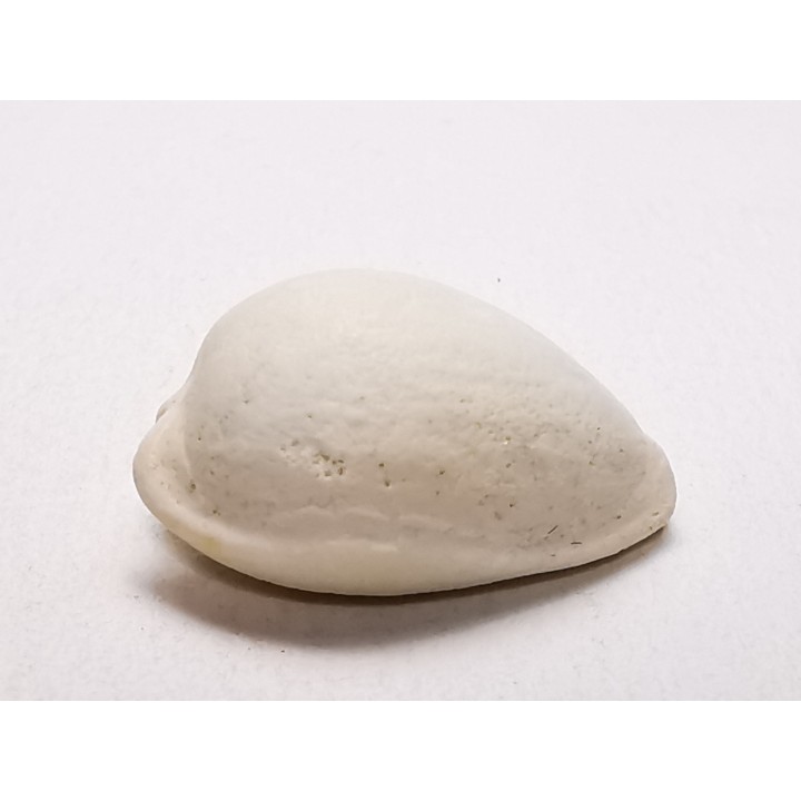 GASTROPOD: Notocypraea goudeyi - Pleistocene - Australia