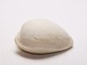 GASTROPOD: Notocypraea goudeyi - Pleistocene - Australia