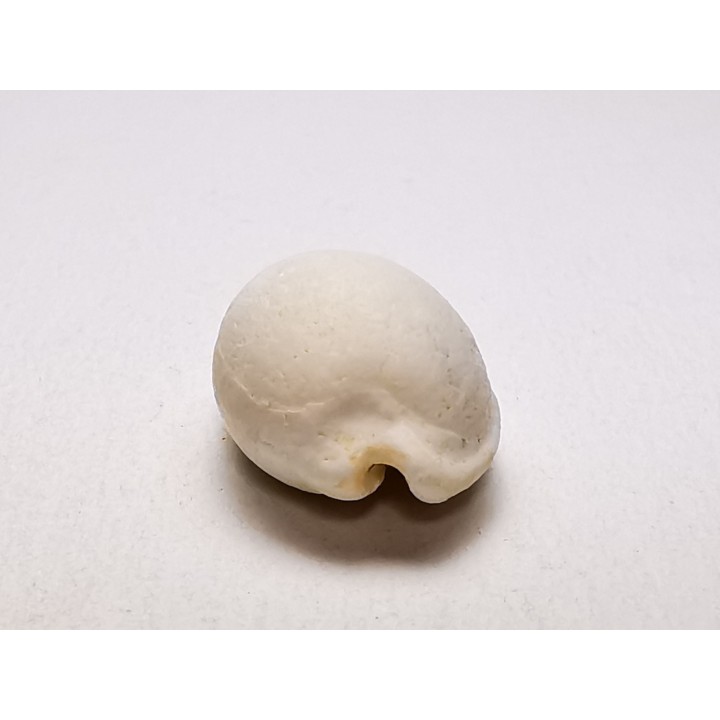 GASTEROPODE : Notocypraea goudeyi - Pléistocène - Australie