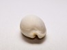GASTEROPODE : Notocypraea goudeyi - Pléistocène - Australie