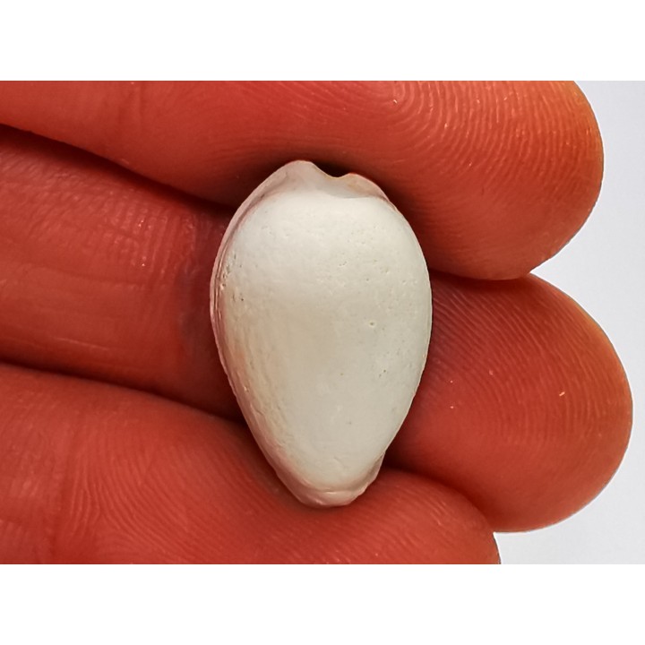 GASTEROPODE : Notocypraea goudeyi - Pléistocène - Australie
