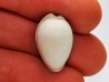 GASTROPOD: Notocypraea goudeyi - Pleistocene - Australia