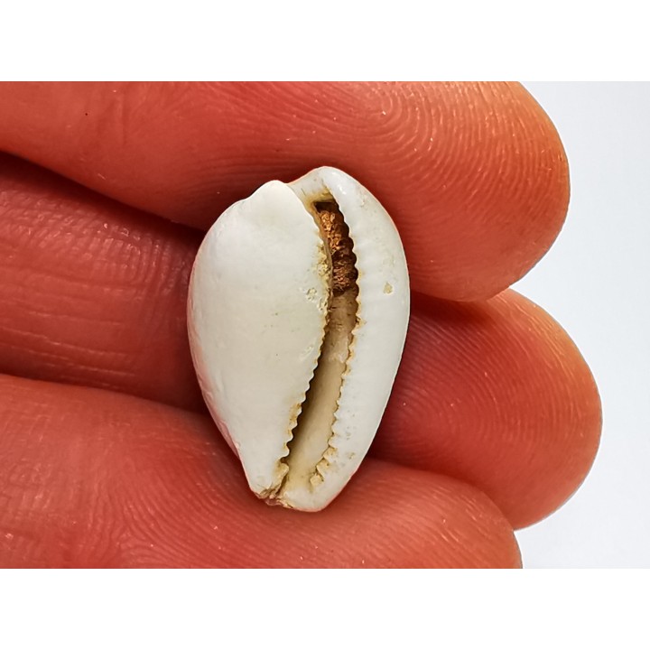GASTEROPODE : Notocypraea goudeyi - Pléistocène - Australie