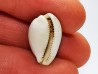 GASTROPOD: Notocypraea goudeyi - Pleistocene - Australia