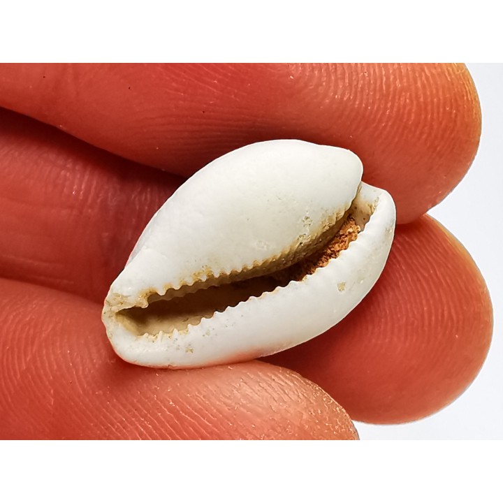 GASTROPOD: Notocypraea goudeyi - Pleistocene - Australia