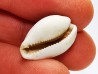 GASTEROPODE : Notocypraea goudeyi - Pléistocène - Australie