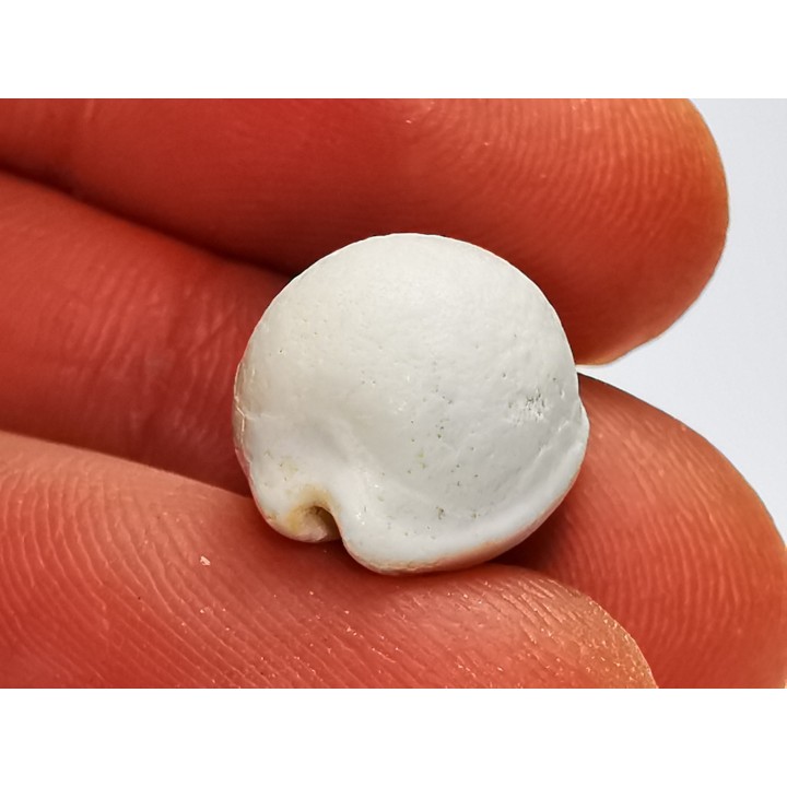 GASTROPOD: Notocypraea goudeyi - Pleistocene - Australia
