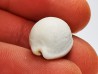 GASTROPOD: Notocypraea goudeyi - Pleistocene - Australia