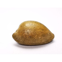GASTEROPODE : Austrocypraea archeri - Miocène - Tasmanie, Australie