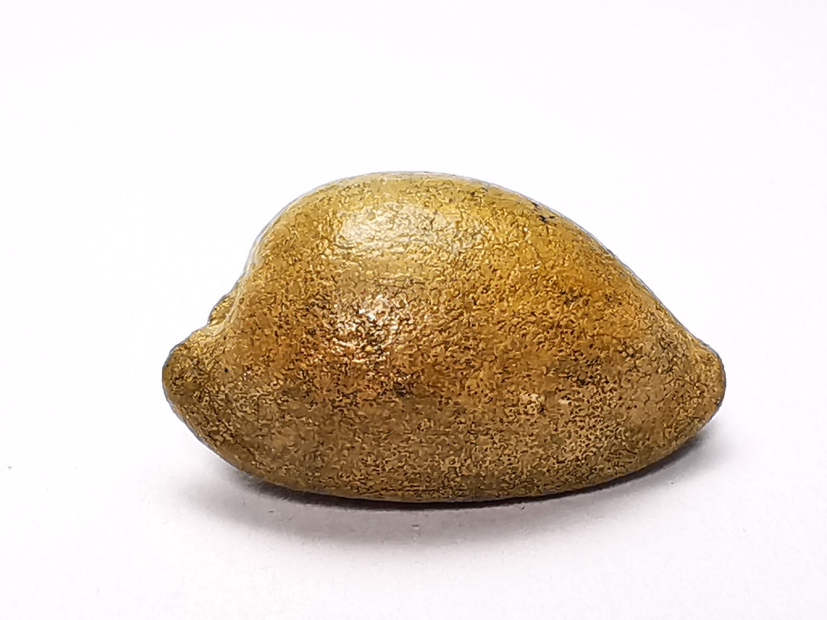 GASTEROPODE : Austrocypraea archeri - Miocène - Tasmanie, Australie