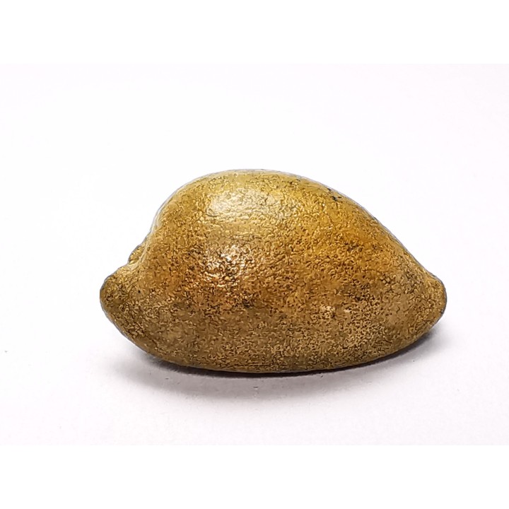 GASTROPOD: Austrocypraea archeri - Miocene - Tasmania, Australia