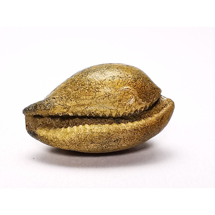 GASTEROPODE : Austrocypraea archeri - Miocène - Tasmanie, Australie
