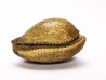 GASTEROPODE : Austrocypraea archeri - Miocène - Tasmanie, Australie