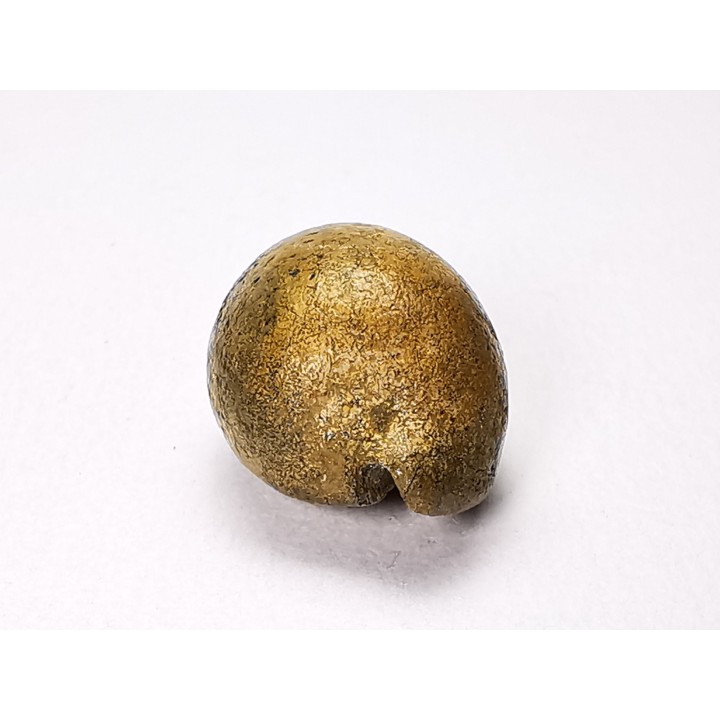 GASTEROPODE : Austrocypraea archeri - Miocène - Tasmanie, Australie