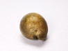 GASTROPOD: Austrocypraea archeri - Miocene - Tasmania, Australia