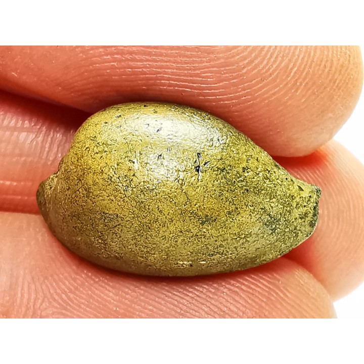 GASTEROPODE : Austrocypraea archeri - Miocène - Tasmanie, Australie