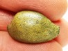 GASTROPOD: Austrocypraea archeri - Miocene - Tasmania, Australia