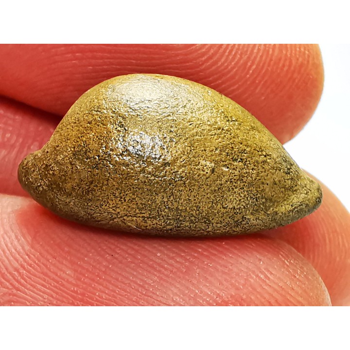 GASTEROPODE : Austrocypraea archeri - Miocène - Tasmanie, Australie