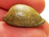 GASTEROPODE : Austrocypraea archeri - Miocène - Tasmanie, Australie