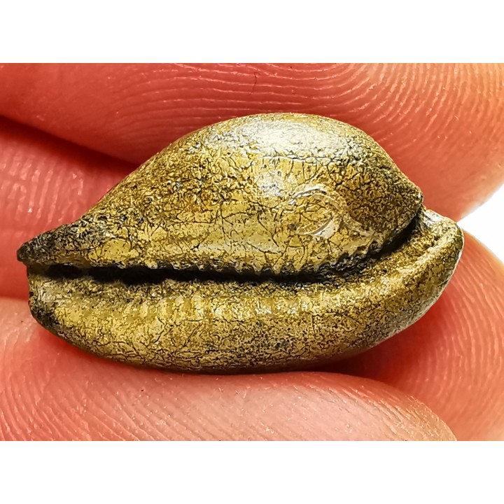 GASTEROPODE : Austrocypraea archeri - Miocène - Tasmanie, Australie