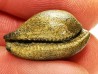GASTEROPODE : Austrocypraea archeri - Miocène - Tasmanie, Australie