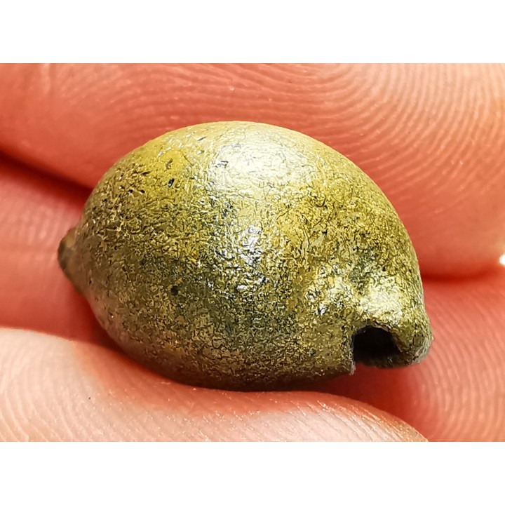 GASTEROPODE : Austrocypraea archeri - Miocène - Tasmanie, Australie