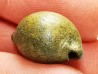 GASTEROPODE : Austrocypraea archeri - Miocène - Tasmanie, Australie