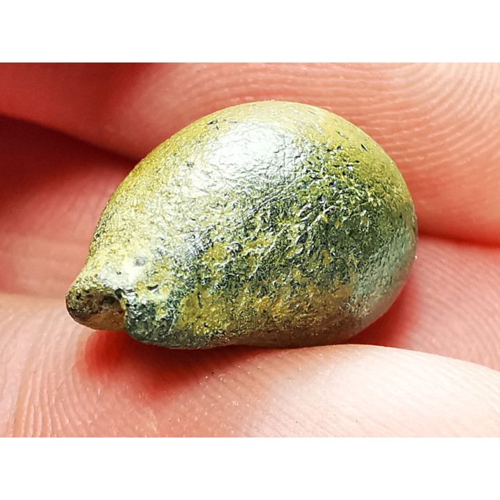 GASTROPOD: Austrocypraea archeri - Miocene - Tasmania, Australia