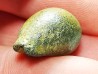 GASTROPOD: Austrocypraea archeri - Miocene - Tasmania, Australia