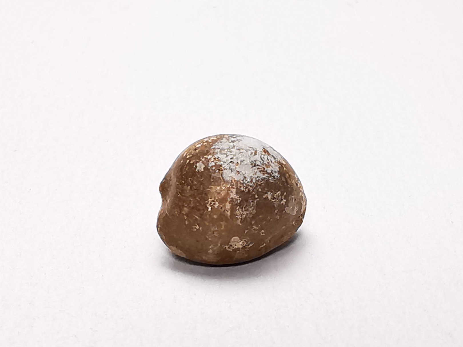 GASTEROPODE : Triviella angushawkei - Eocène - Australie