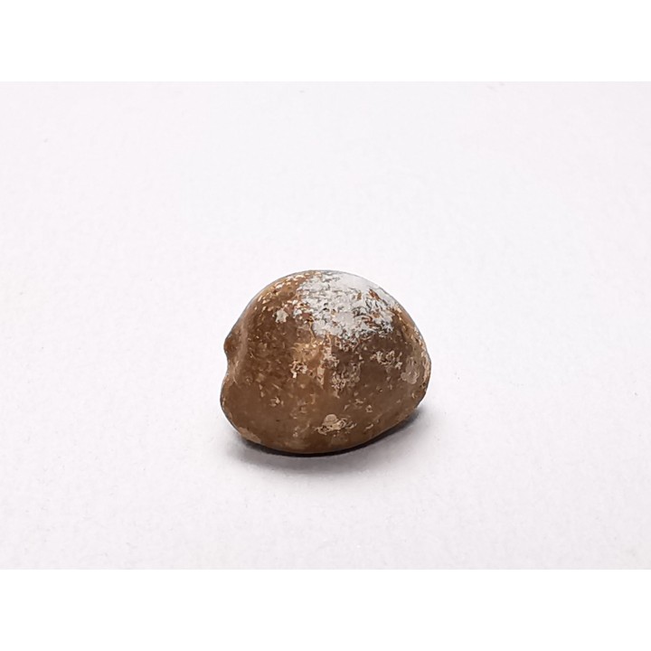 GASTROPOD: Triviella angushawkei - Eocene - Australia