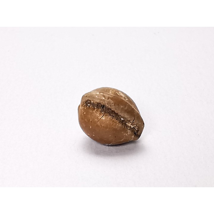 GASTEROPODE : Triviella angushawkei - Eocène - Australie