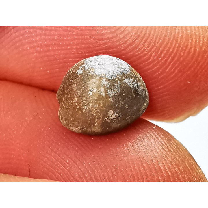 GASTEROPODE : Triviella angushawkei - Eocène - Australie
