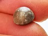 GASTROPOD: Triviella angushawkei - Eocene - Australia