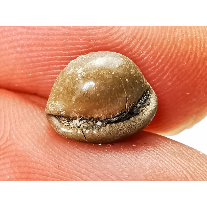 GASTROPOD: Triviella angushawkei - Eocene - Australia