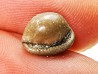 GASTROPOD: Triviella angushawkei - Eocene - Australia