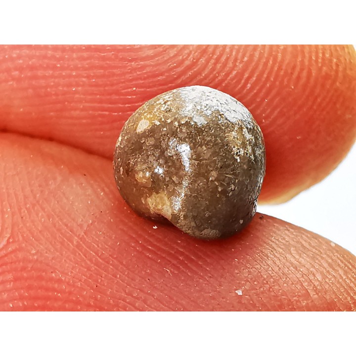 GASTEROPODE : Triviella angushawkei - Eocène - Australie