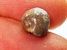 GASTEROPODE : Triviella angushawkei - Eocène - Australie