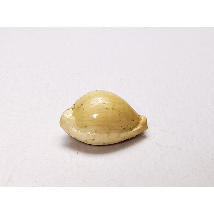 GASTROPOD: Ficadusta progoensis - Miocene - Java, Indonesia