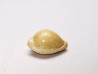 GASTEROPODE : Ficadusta progoensis - Miocène - Java, Indonesie