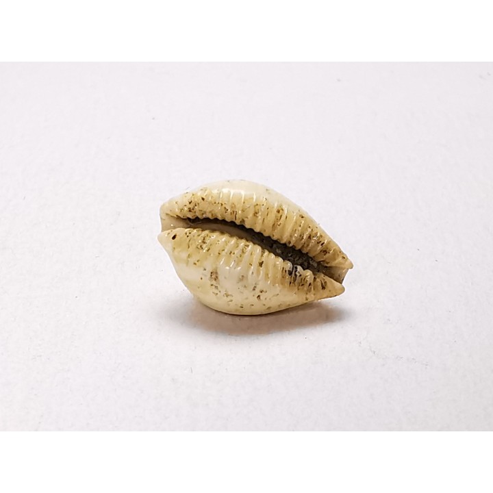GASTEROPODE : Ficadusta progoensis - Miocène - Java, Indonesie