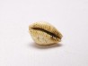 GASTEROPODE : Ficadusta progoensis - Miocène - Java, Indonesie