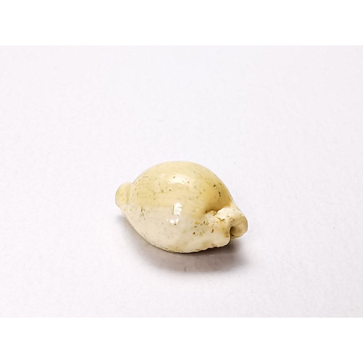 GASTROPOD: Ficadusta progoensis - Miocene - Java, Indonesia
