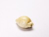 GASTEROPODE : Ficadusta progoensis - Miocène - Java, Indonesie