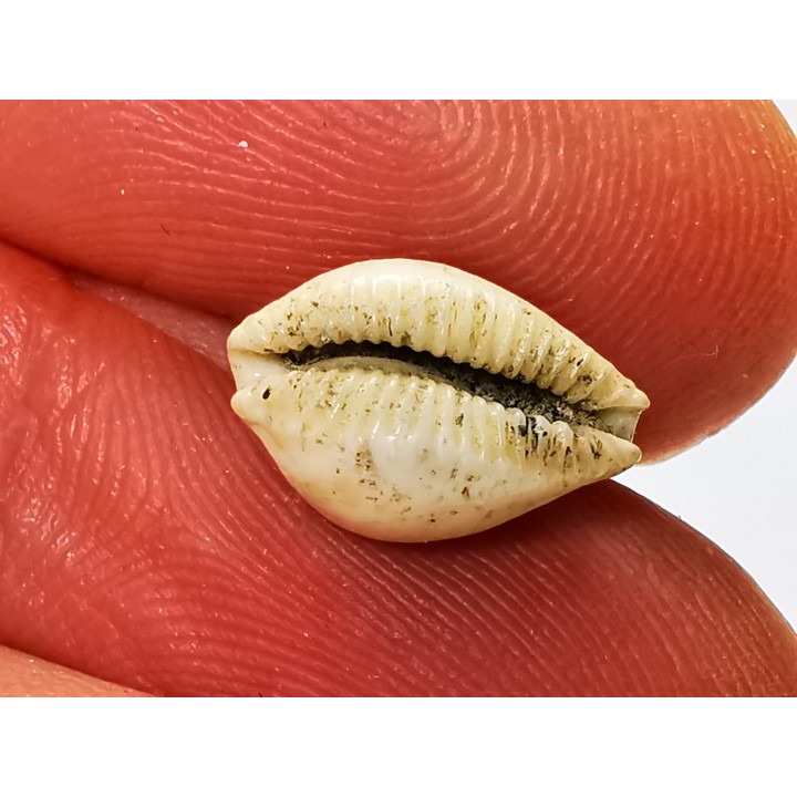 GASTEROPODE : Ficadusta progoensis - Miocène - Java, Indonesie
